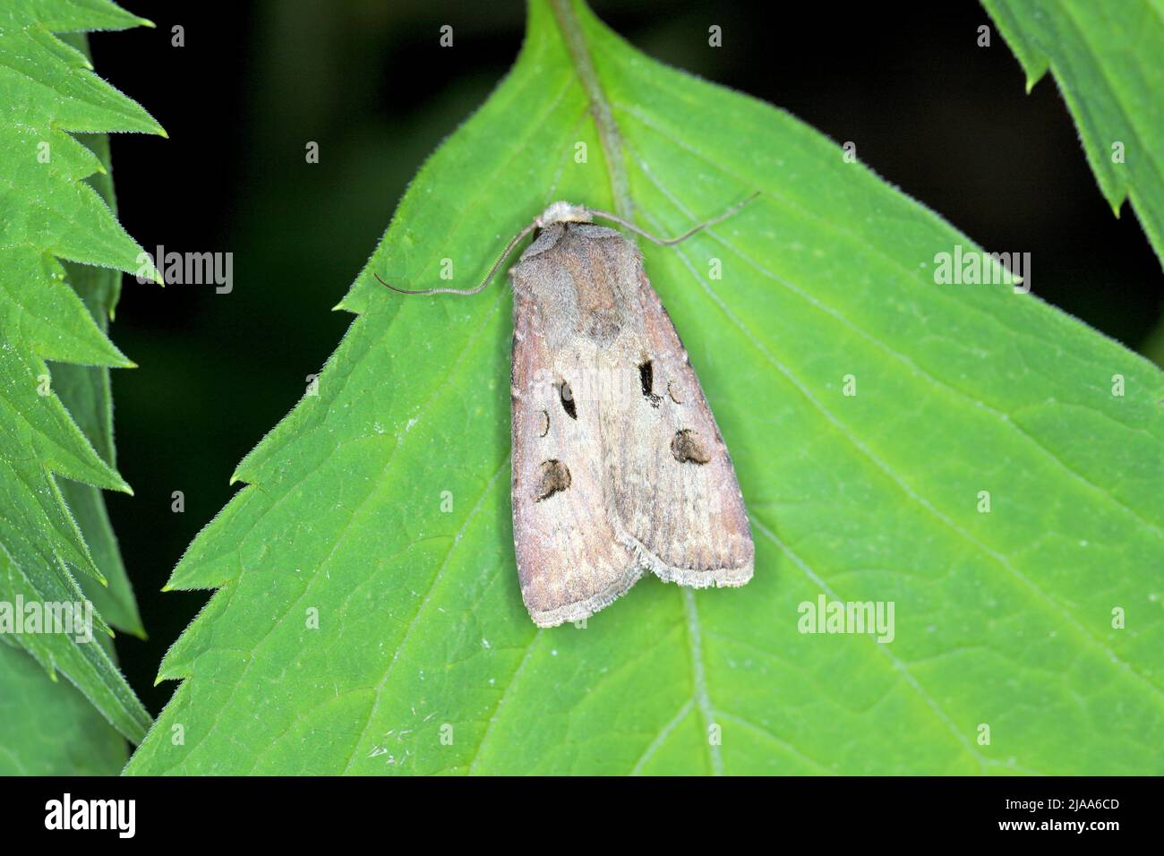 Heart and Dart Moth (Agrotis exclamationis)  is a moth of the family Noctuidae (owlet moths). Caterpillars are pests of various plants. Stock Photo