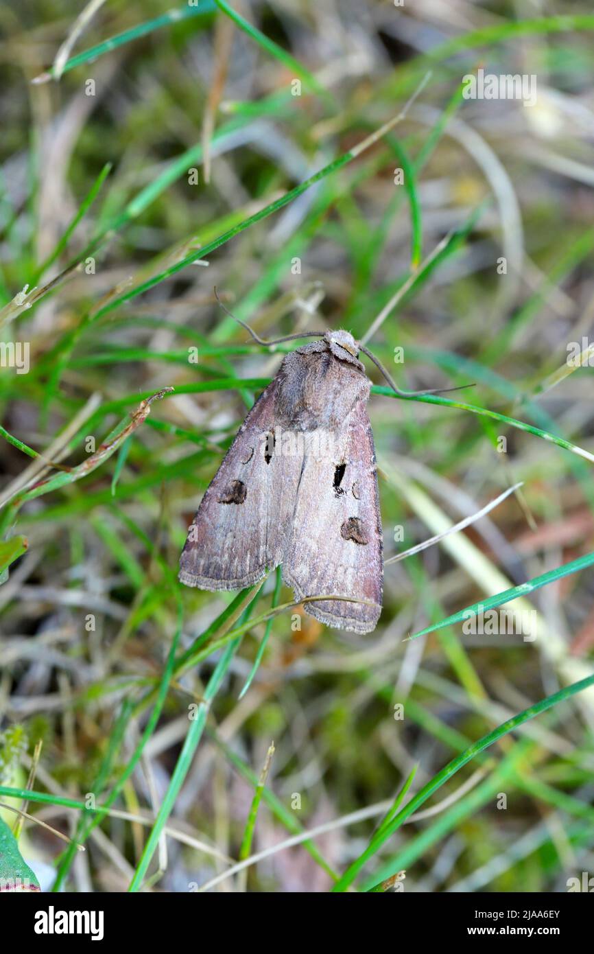 Heart and Dart Moth (Agrotis exclamationis)  is a moth of the family Noctuidae (owlet moths). Caterpillars are pests of various plants. Stock Photo