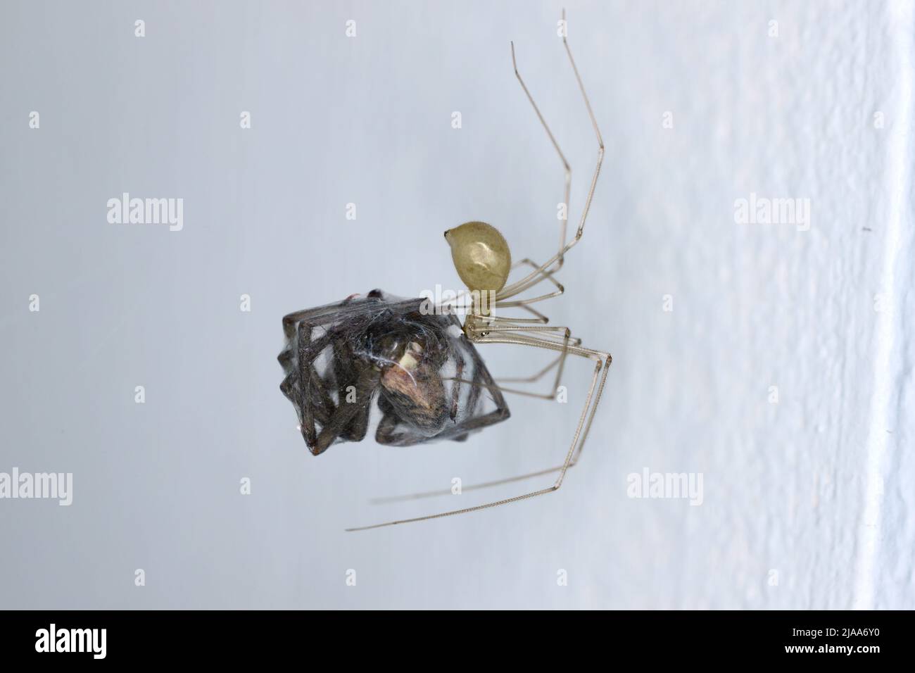 Pholcus phalangioides, commonly known as daddy long-legs, or long-bodied cellar spider at home. With a hunted other - jumping spider or the Salticidae Stock Photo
