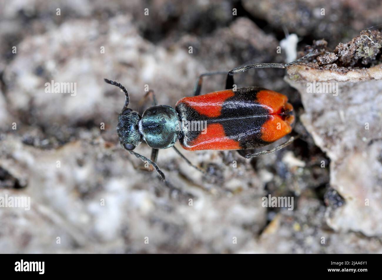 Soft-winged Flower Beetle - Anthocomus equestris on the bark. Stock Photo