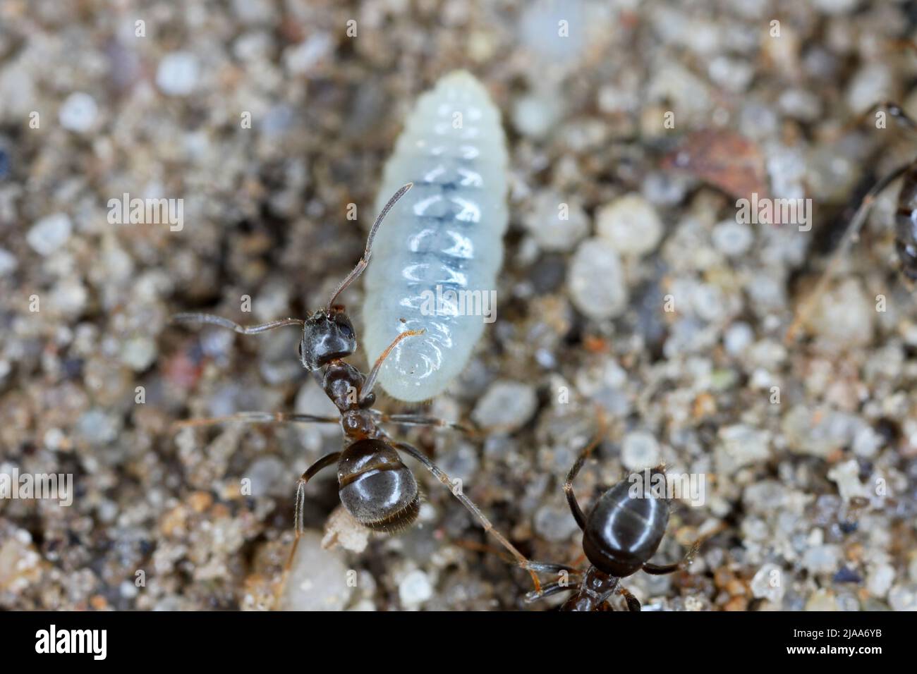 Ants rescuing larvae after uncovering an anthill in the garden. Stock Photo