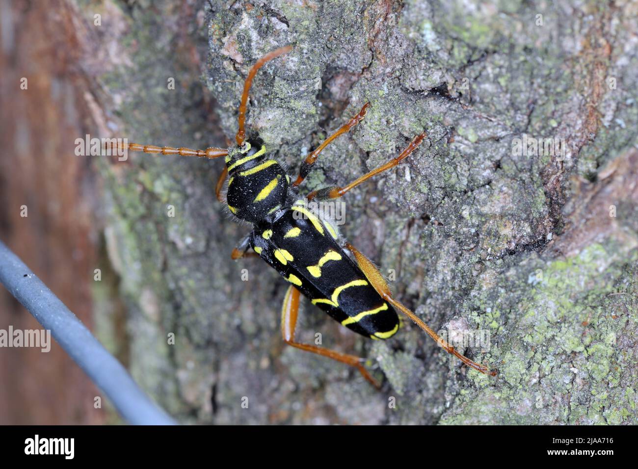 Closeup Longhorn Beetle - Plagionotus arcuatus. Female lays eggs in the oak bark. Stock Photo