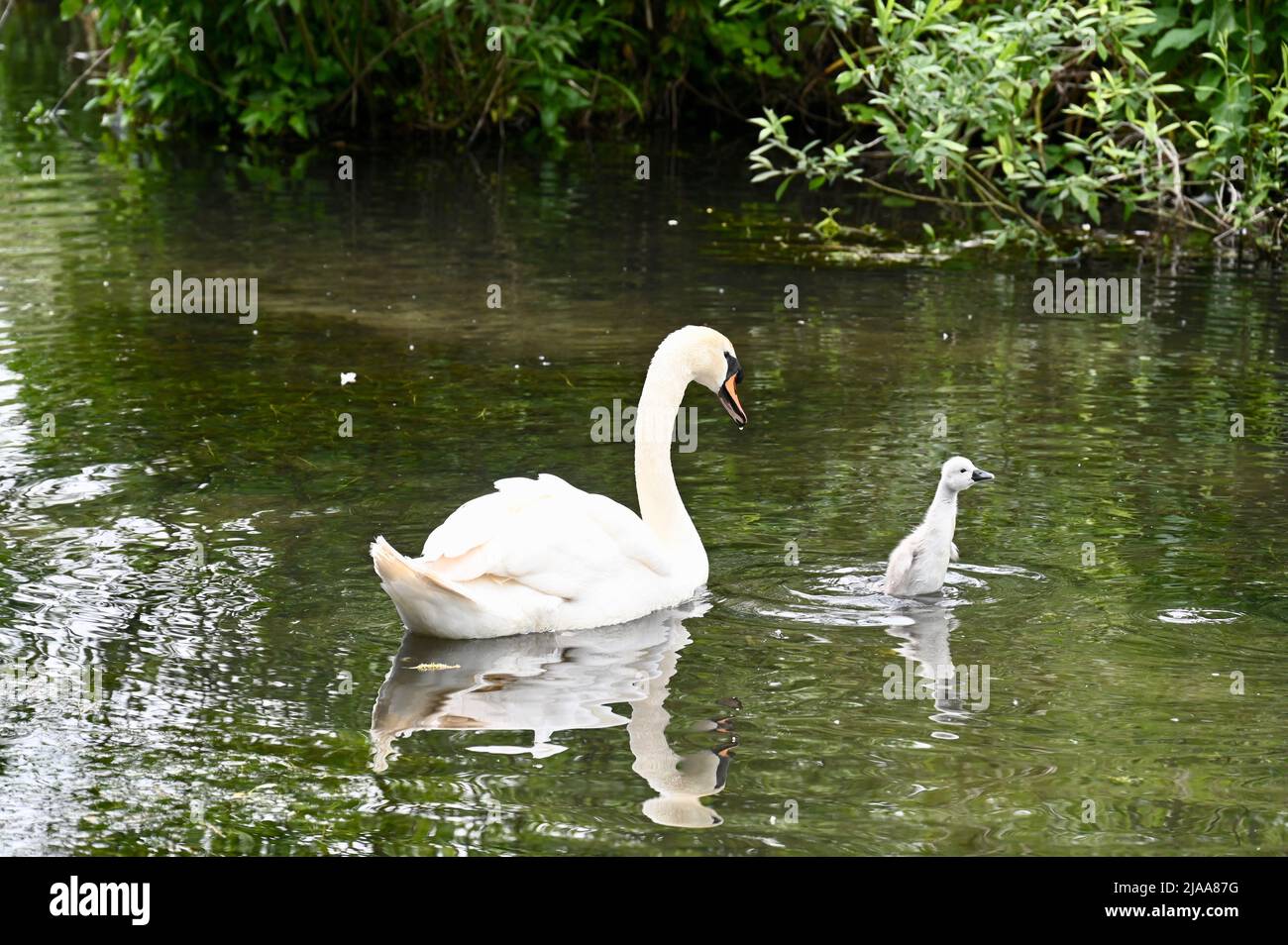 Sidcup, Kent. A mute swan (Cygnus Olor) keeps close watch on its week old cygnet. River Cray, Foots Cray Meadows. Credit: michael melia/Alamy Live News Stock Photo