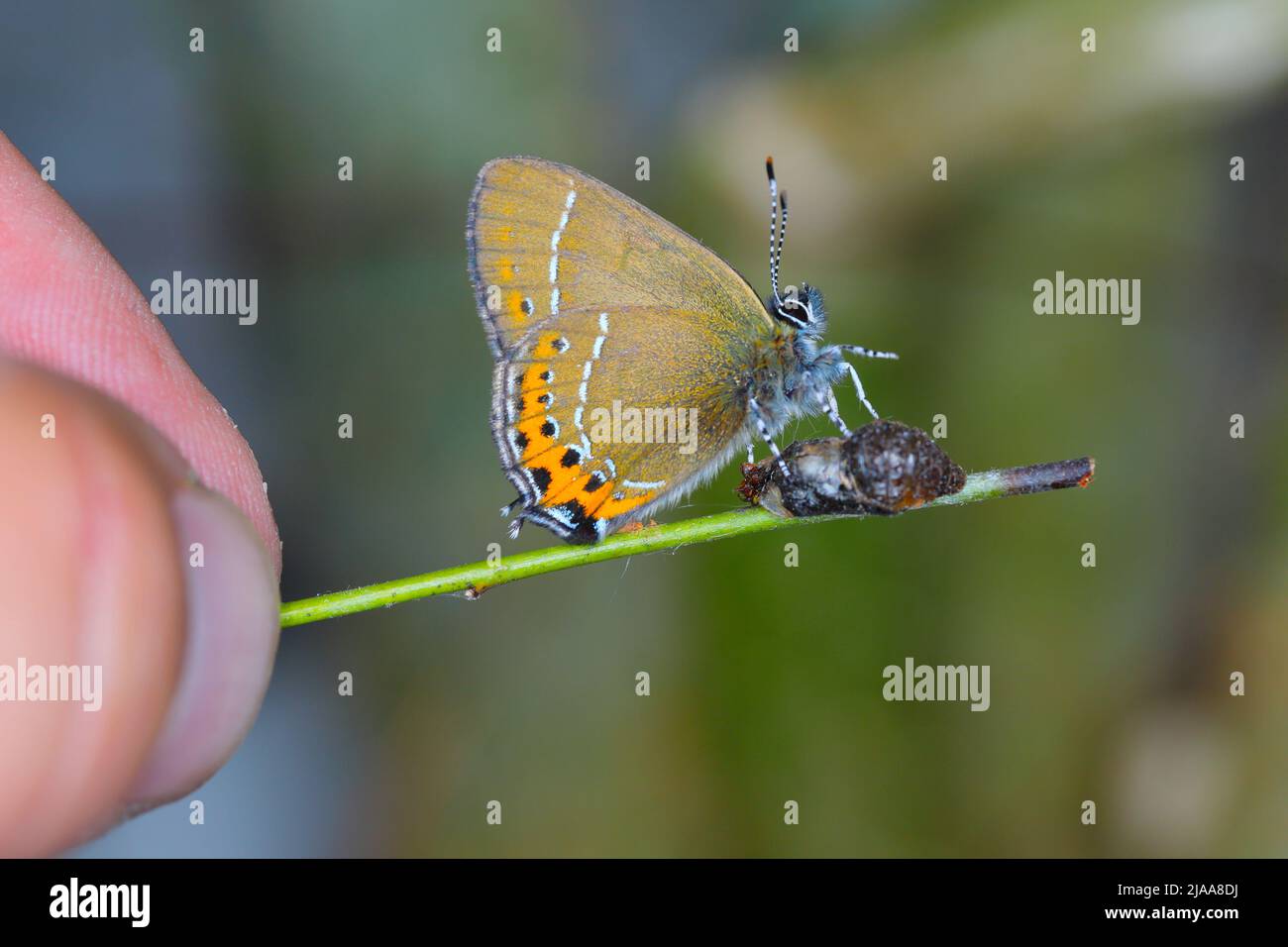 Black Hairstreak (Satyrium pruni, Fixsenia pruni). A young butterfly freshly hatched from a pupa. Stock Photo
