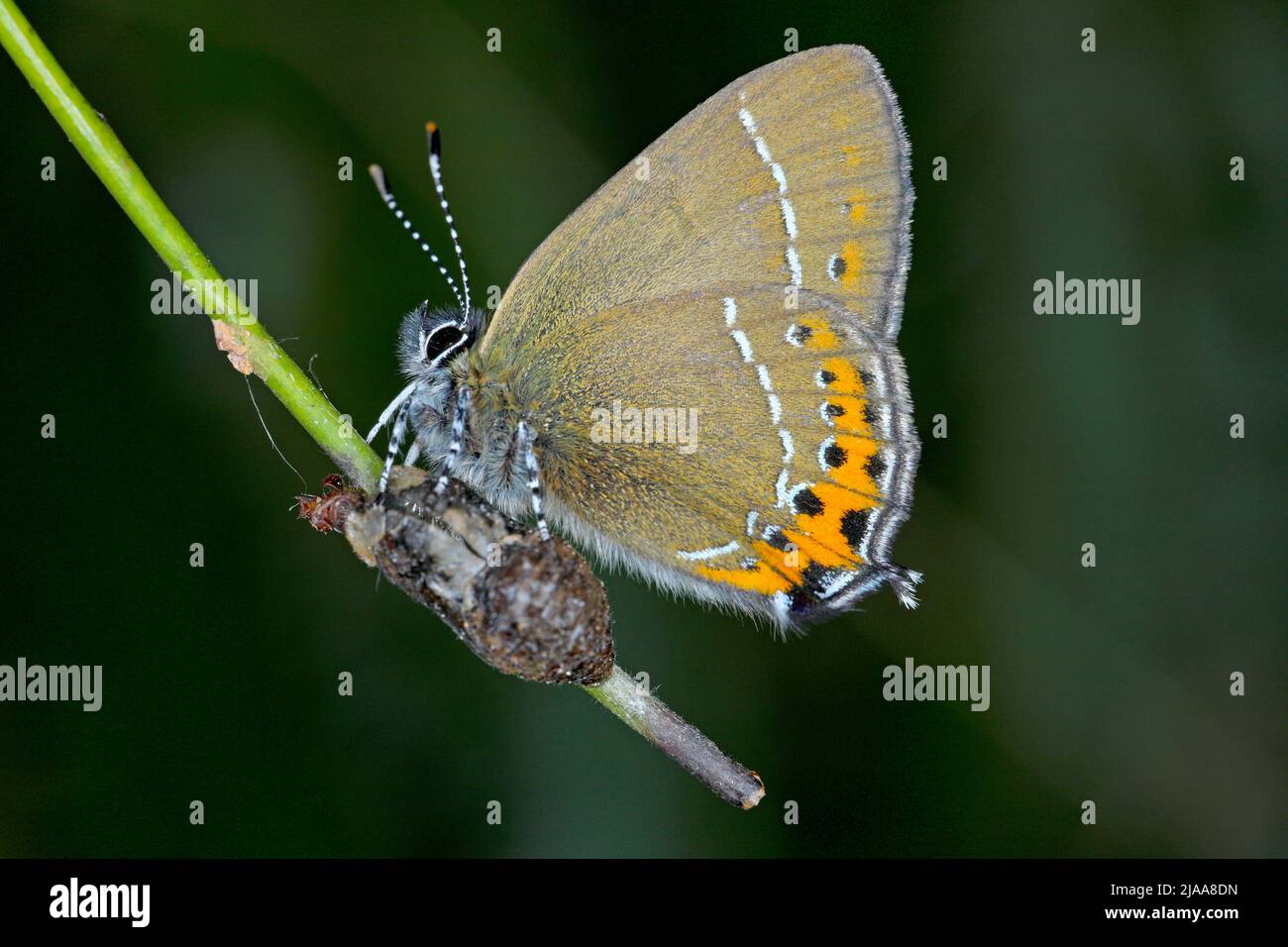Black Hairstreak (Satyrium pruni, Fixsenia pruni). A young butterfly freshly hatched from a pupa. Stock Photo