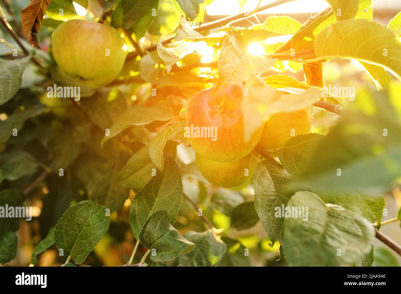 Organic apples hanging from a tree branch in an apple orchard Stock ...