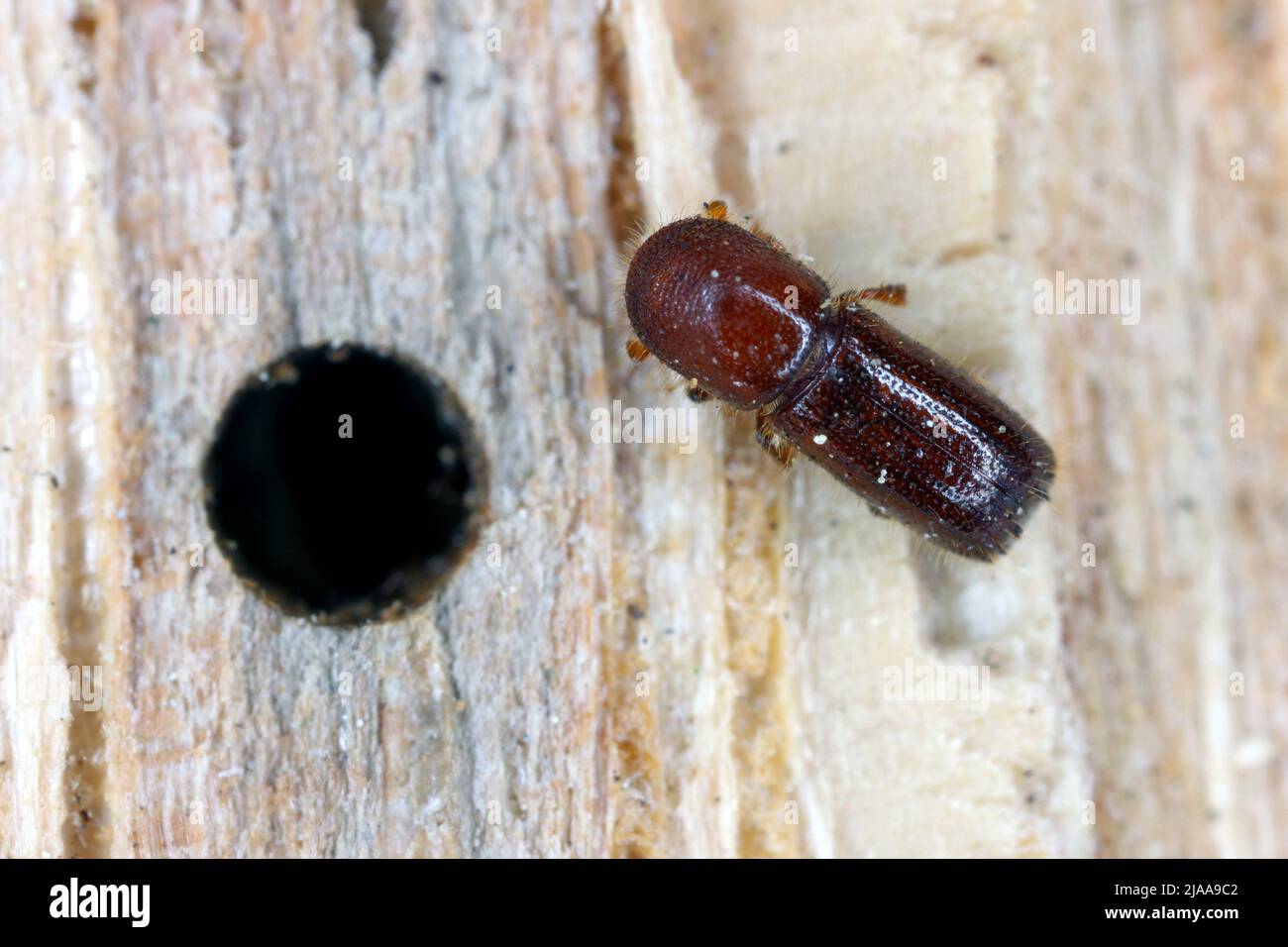 Ambrosia beetle, Xyleborus monographus on wood. High macro magnification. Stock Photo