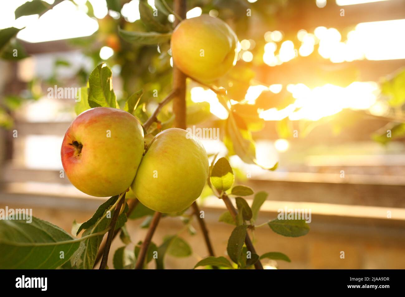 Organic apples hanging from a tree branch in an apple orchard Stock ...