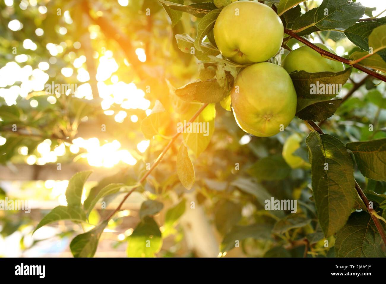 Organic apples hanging from a tree branch in an apple orchard Stock ...