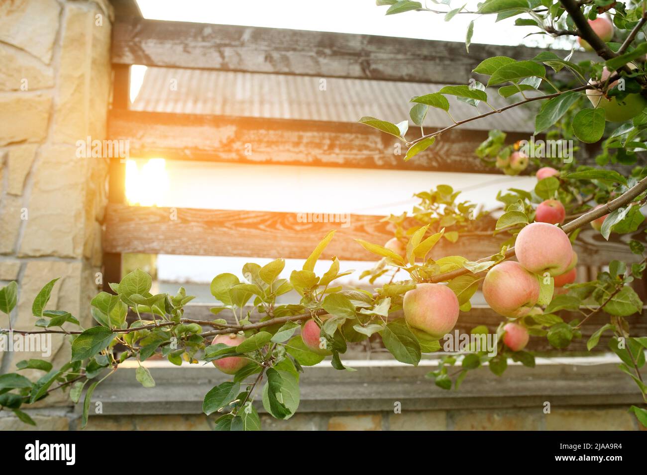 sweet apples on the tree Stock Photo