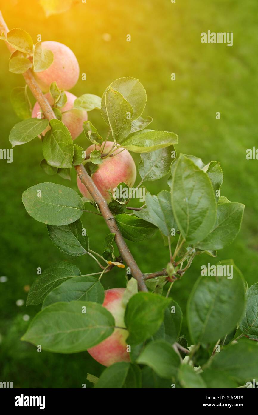 Organic apples hanging from a tree branch in an apple orchard Stock ...