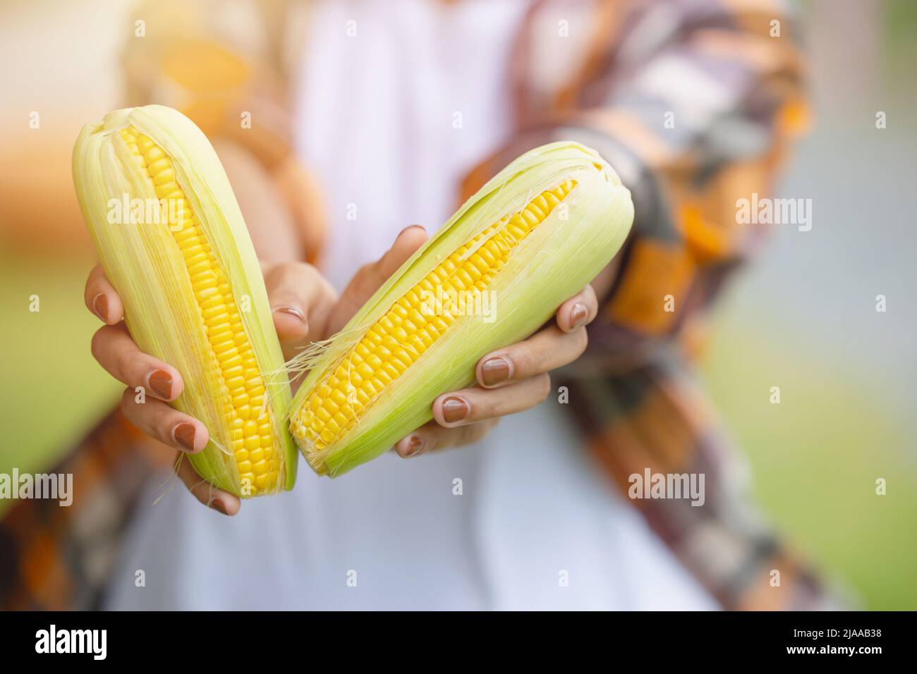 corn sweet crop in farmer hand, recommend healthy food source of fiber and high vitamin for morning meal Stock Photo
