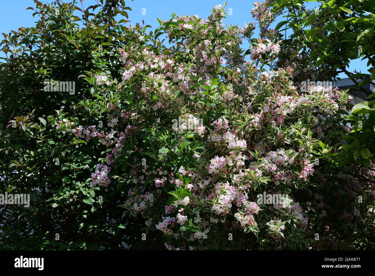 Weigela Florida compact medium sized deciduous variegated shrub in full summer bloom Stock Photo