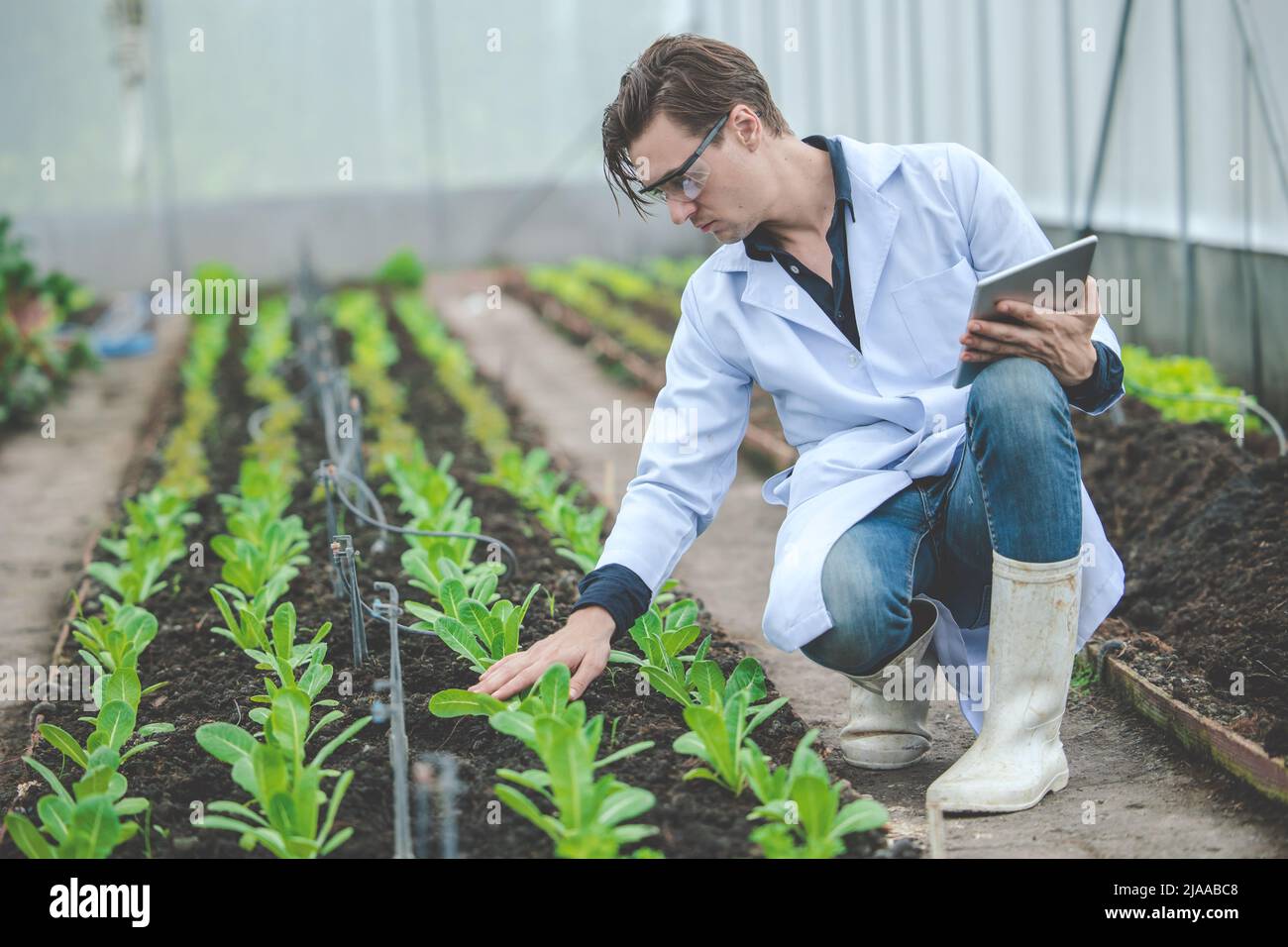 Agriculture plant science technology research and development concept. Stock Photo