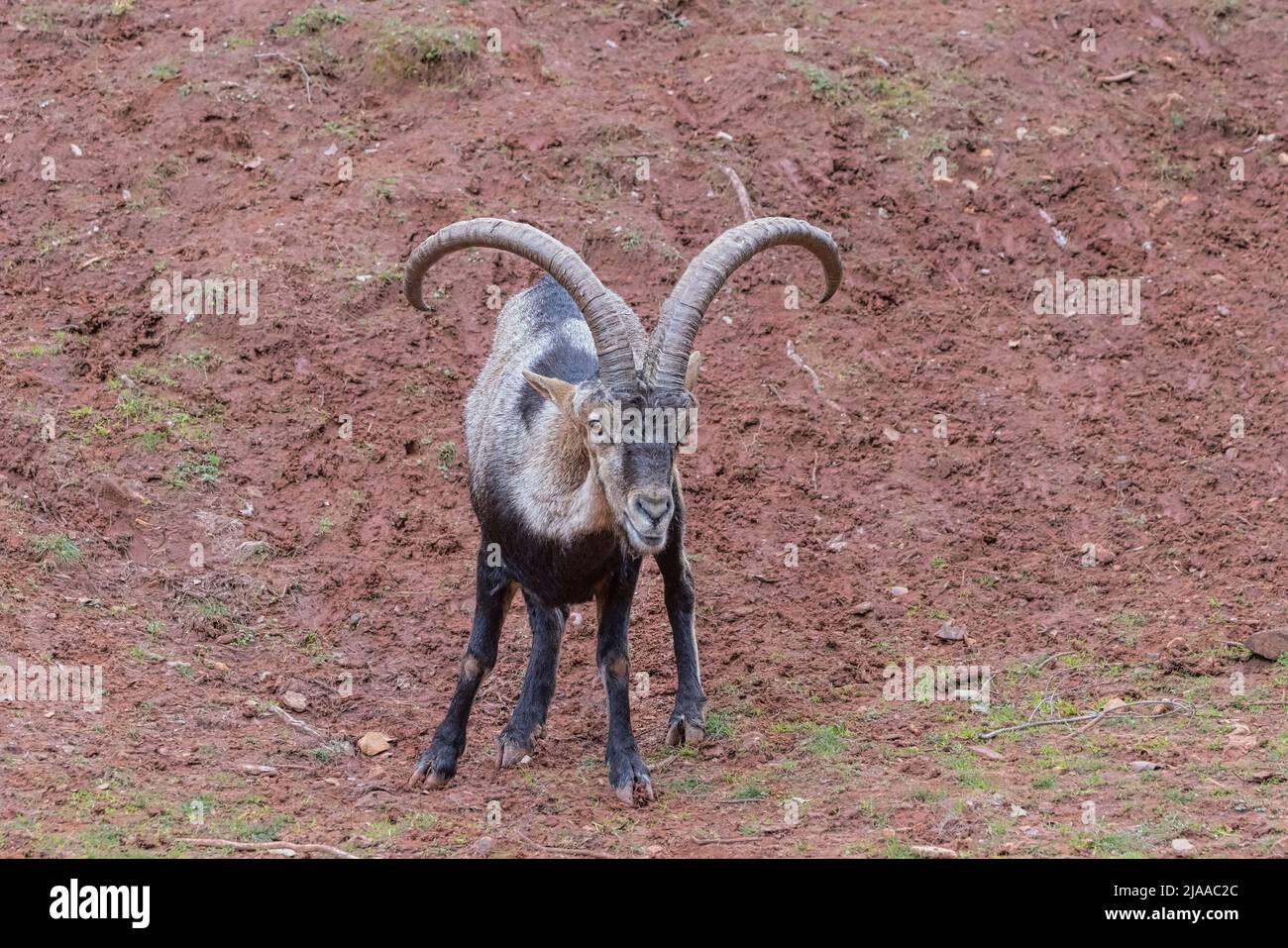 Iberian Ibex (Capra pyrenaica), also known as the Cabra Hispanica, Cabra Montes, Spanish ibex, Spanish wild goat, or Iberian wild goat.  Photographed Stock Photo