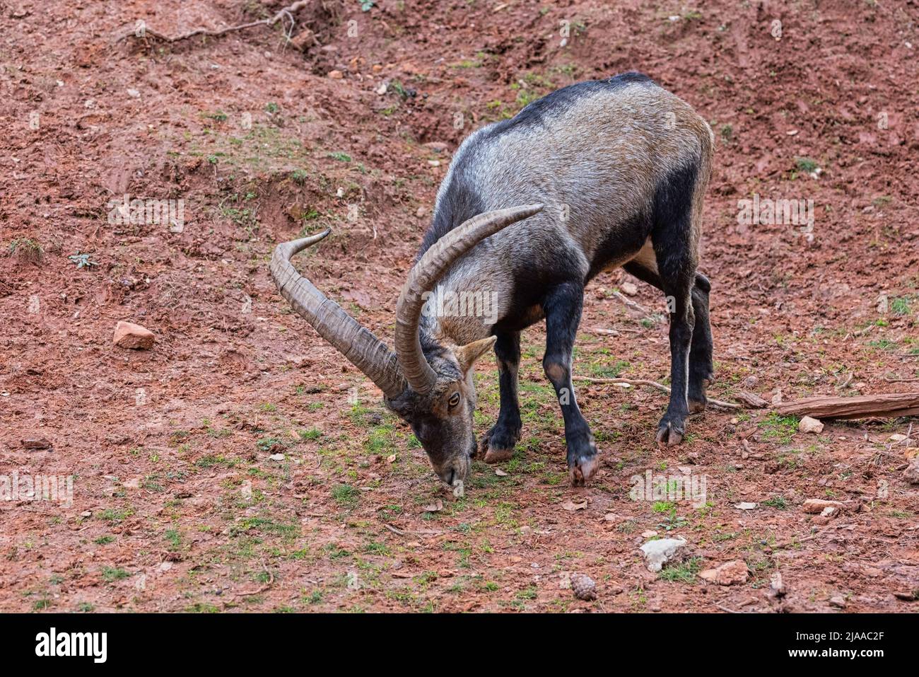 Iberian Ibex (Capra pyrenaica), also known as the Cabra Hispanica, Cabra Montes, Spanish ibex, Spanish wild goat, or Iberian wild goat.  Photographed Stock Photo