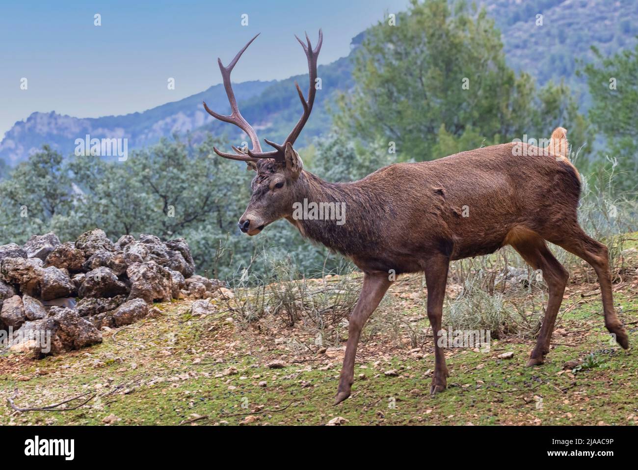 Spanish Red deer (Cervus elaphus hispanicus) photographed in Sierras de Cazorla, Segura y Las Villas Natural Park, Jaen Province, Andalusia, southern Stock Photo