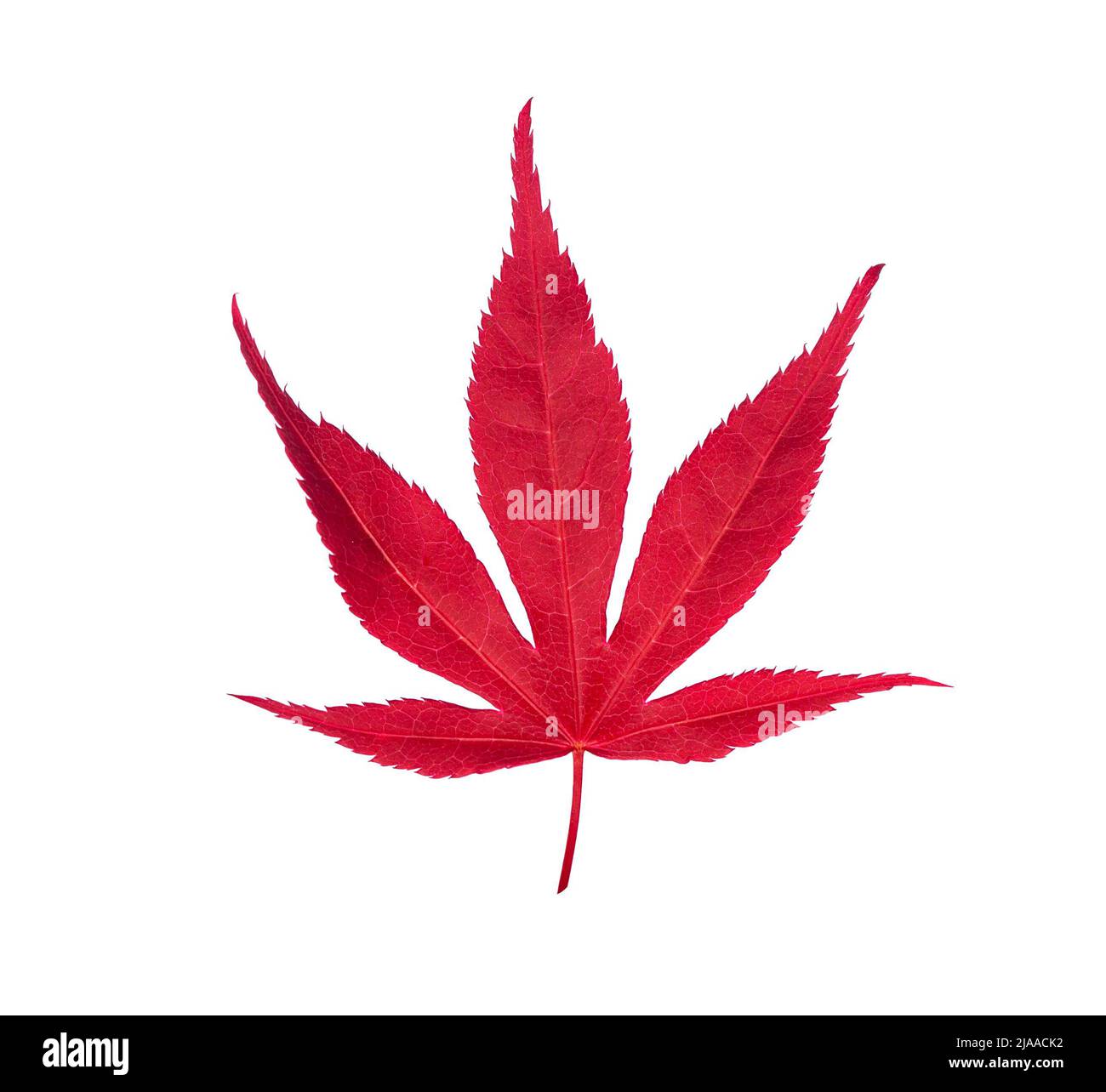 Red bright autumn fall maple leaf close up isolated on white background ...