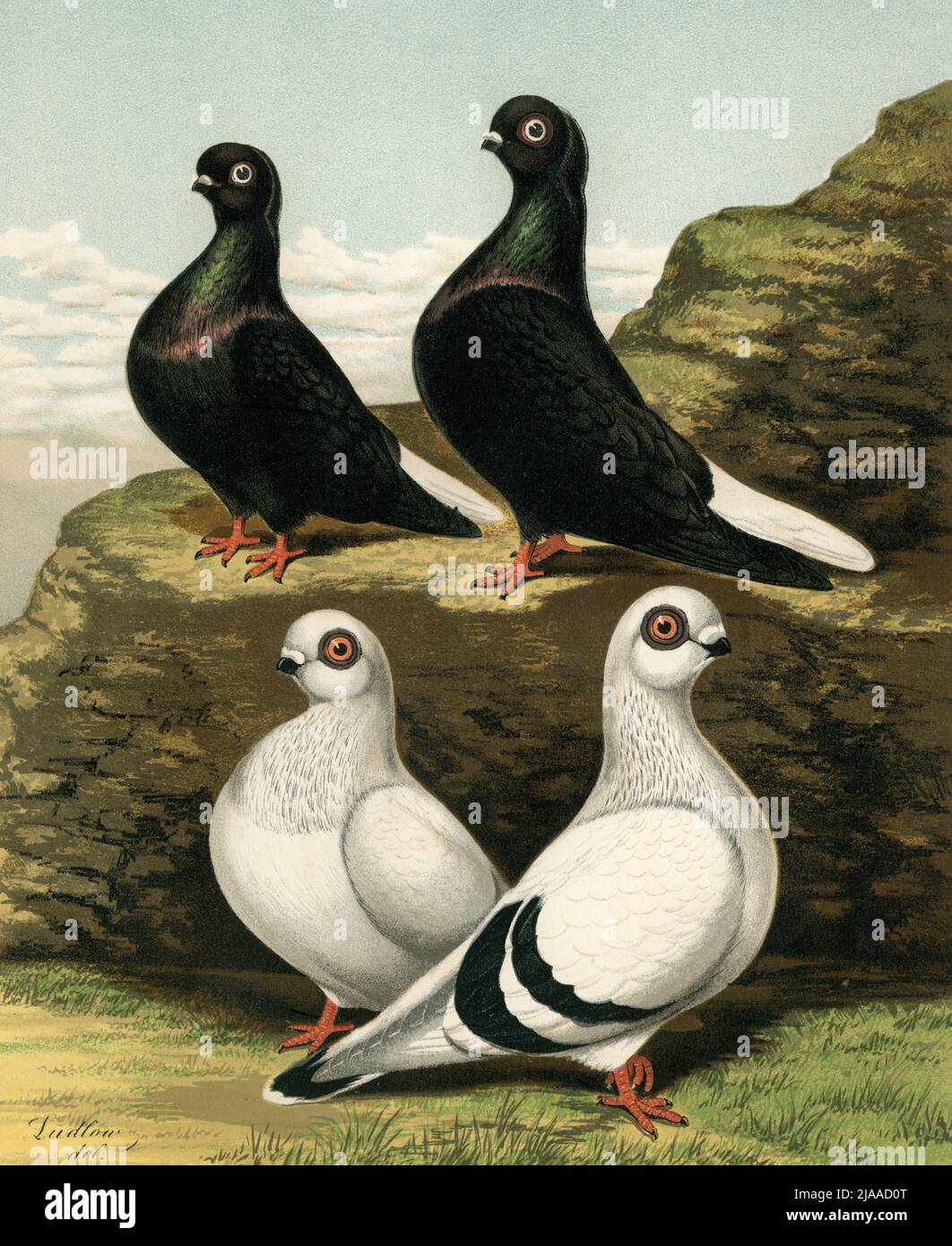 Pigeon Racing Rearing  Breeding Squabs Dove Cote DOWNLAOD 35 Books Vintage. 