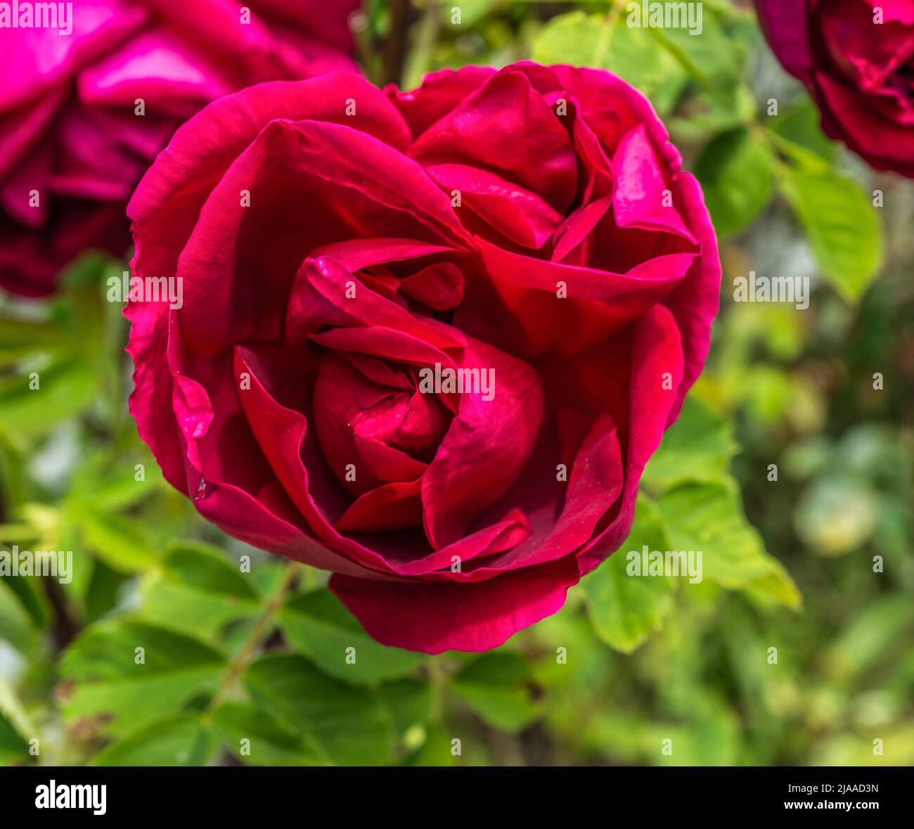 Rich rose petals hi-res stock photography and images - Alamy