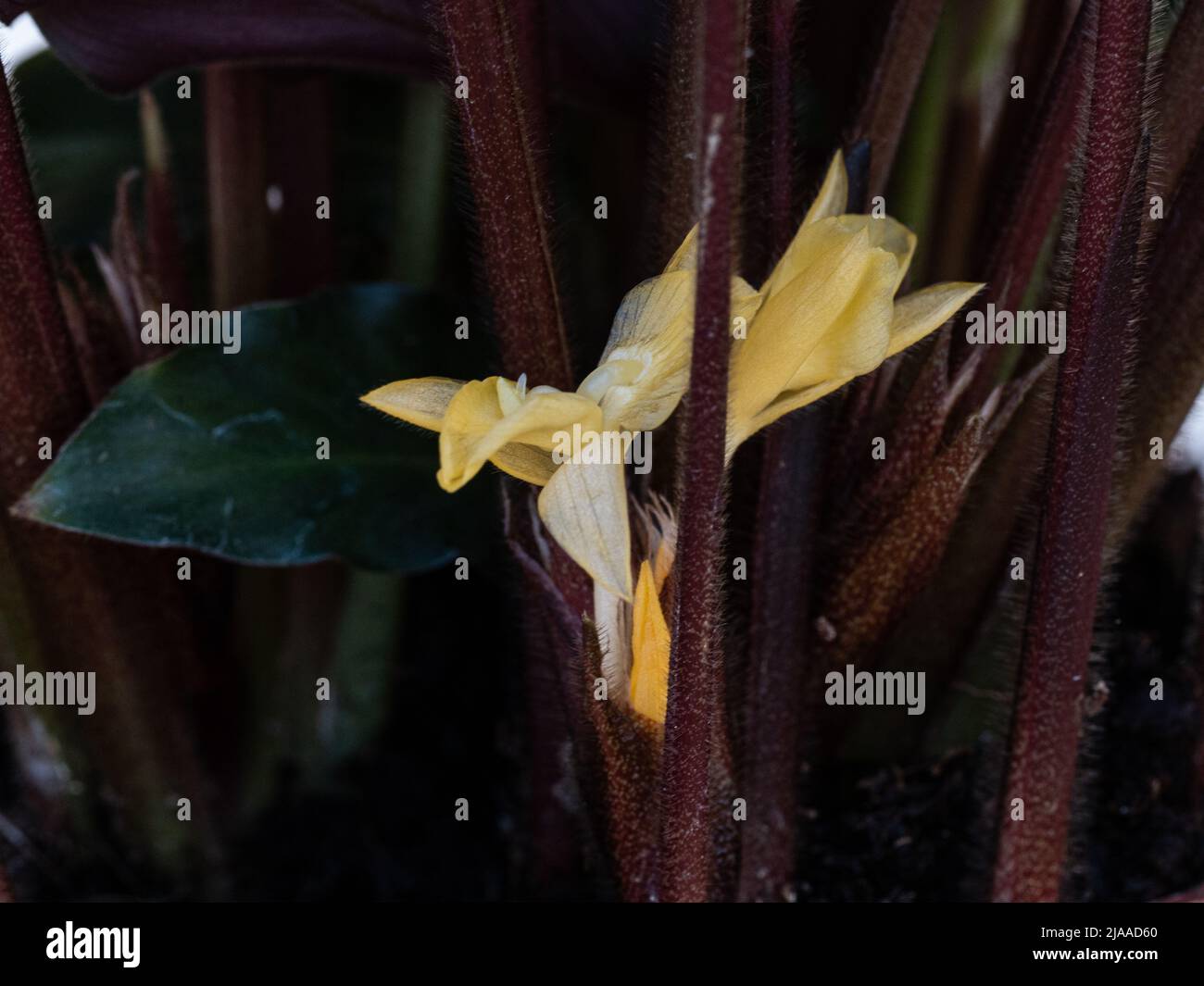 The pale yellow flowers of a Calathea hidden low down amongst the more showy foliage Stock Photo