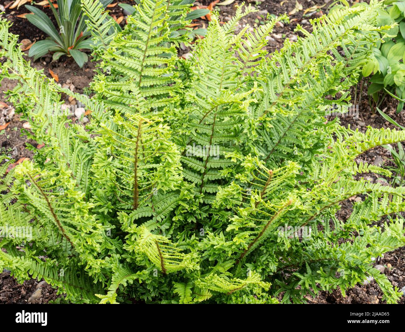 The UK native fern Dryopteris filix mas 'Cristata the King' growing in a raised bed Stock Photo