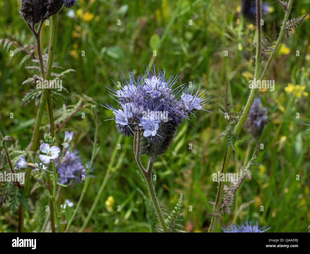 A close up of a single blue flowerhead of Phacelia tanacetifolia or fiddleneck Stock Photo