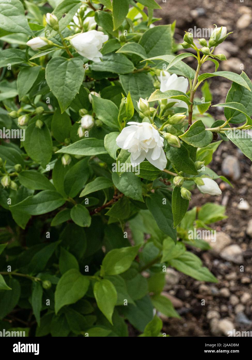 A close up of a single double white flower of the dwarf Philadelphus 'Manteau d'Hermine' Stock Photo