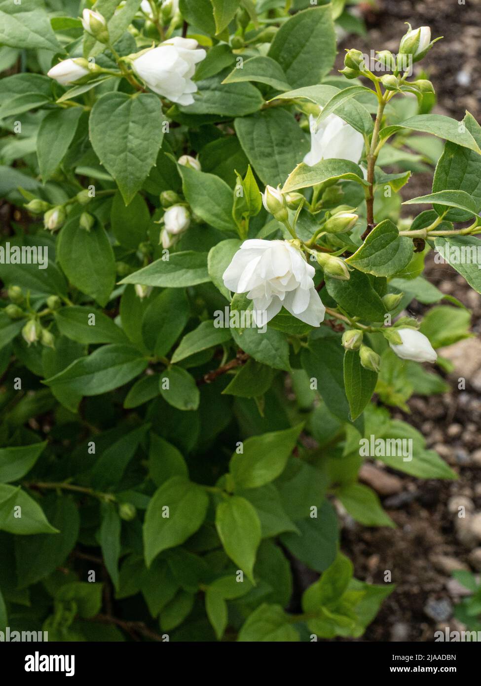 A close up of a single double white flower of the dwarf Philadelphus 'Manteau d'Hermine' Stock Photo