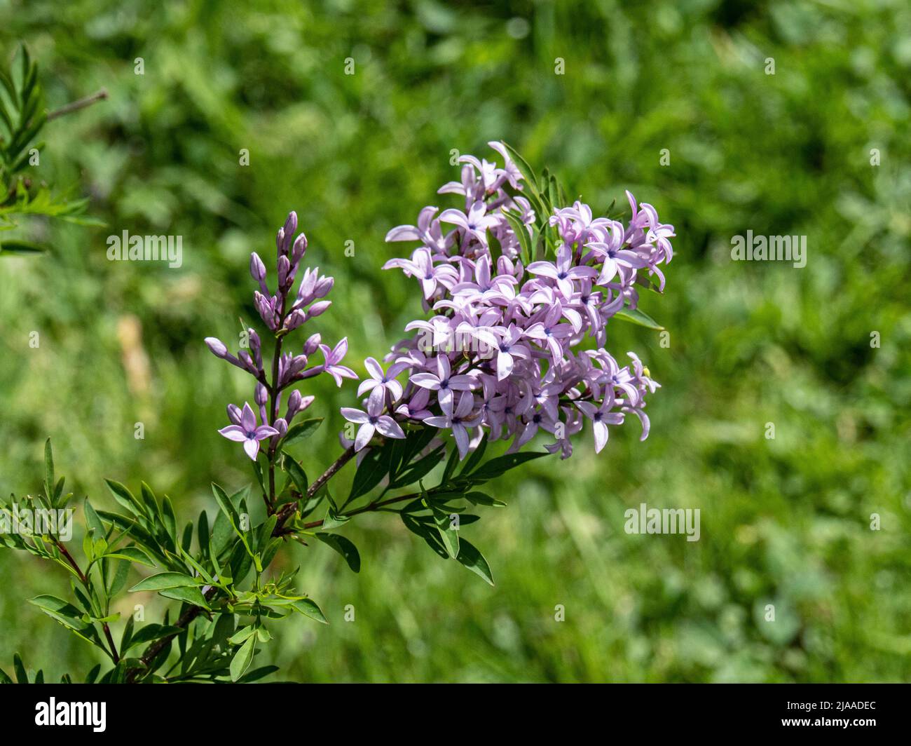 A closee up of a pale purple flower spike of Syringa afghanica the Afghan liliac Stock Photo