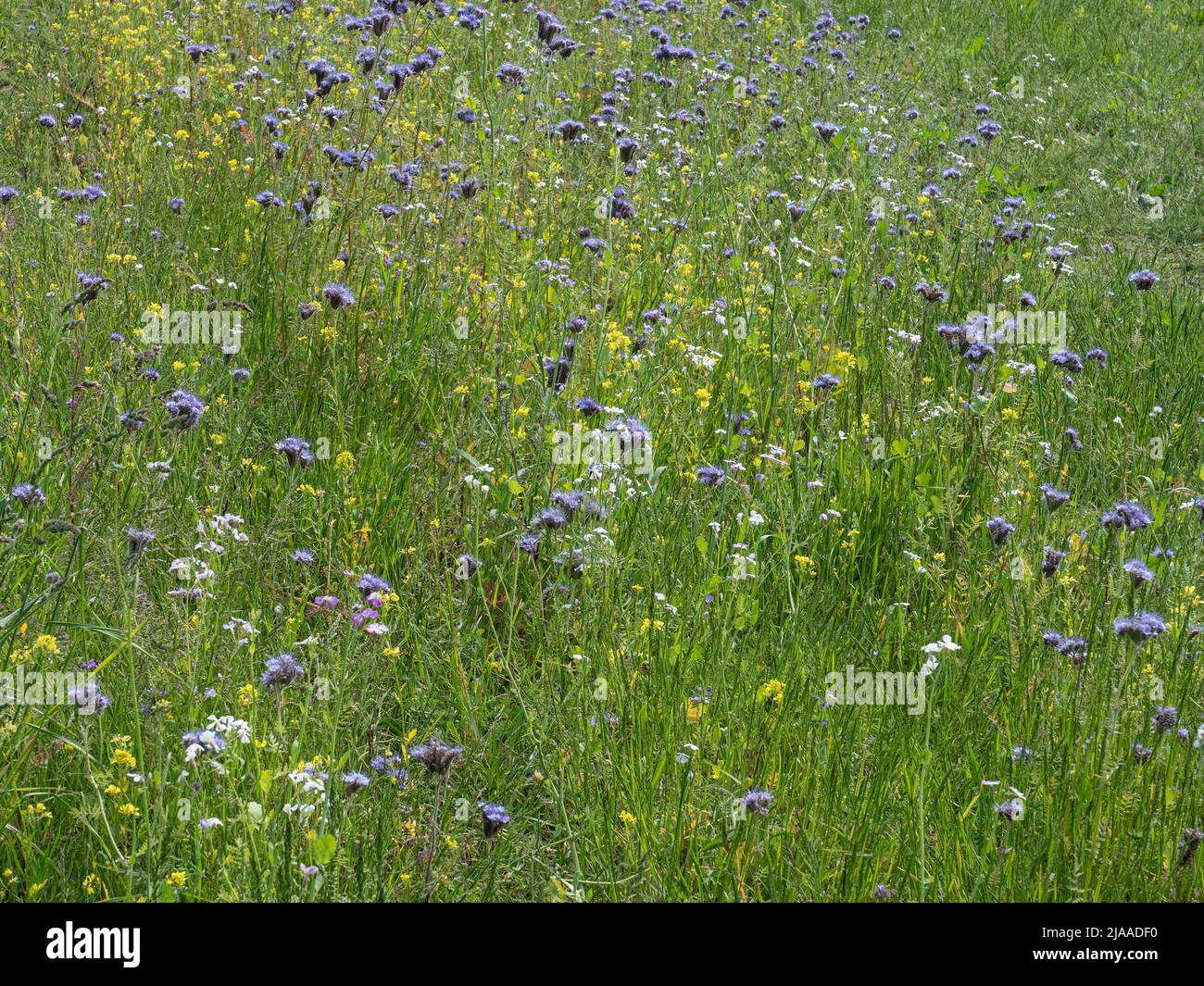 A wildflower meadow with a diverse range of plants in flower and bud Stock Photo