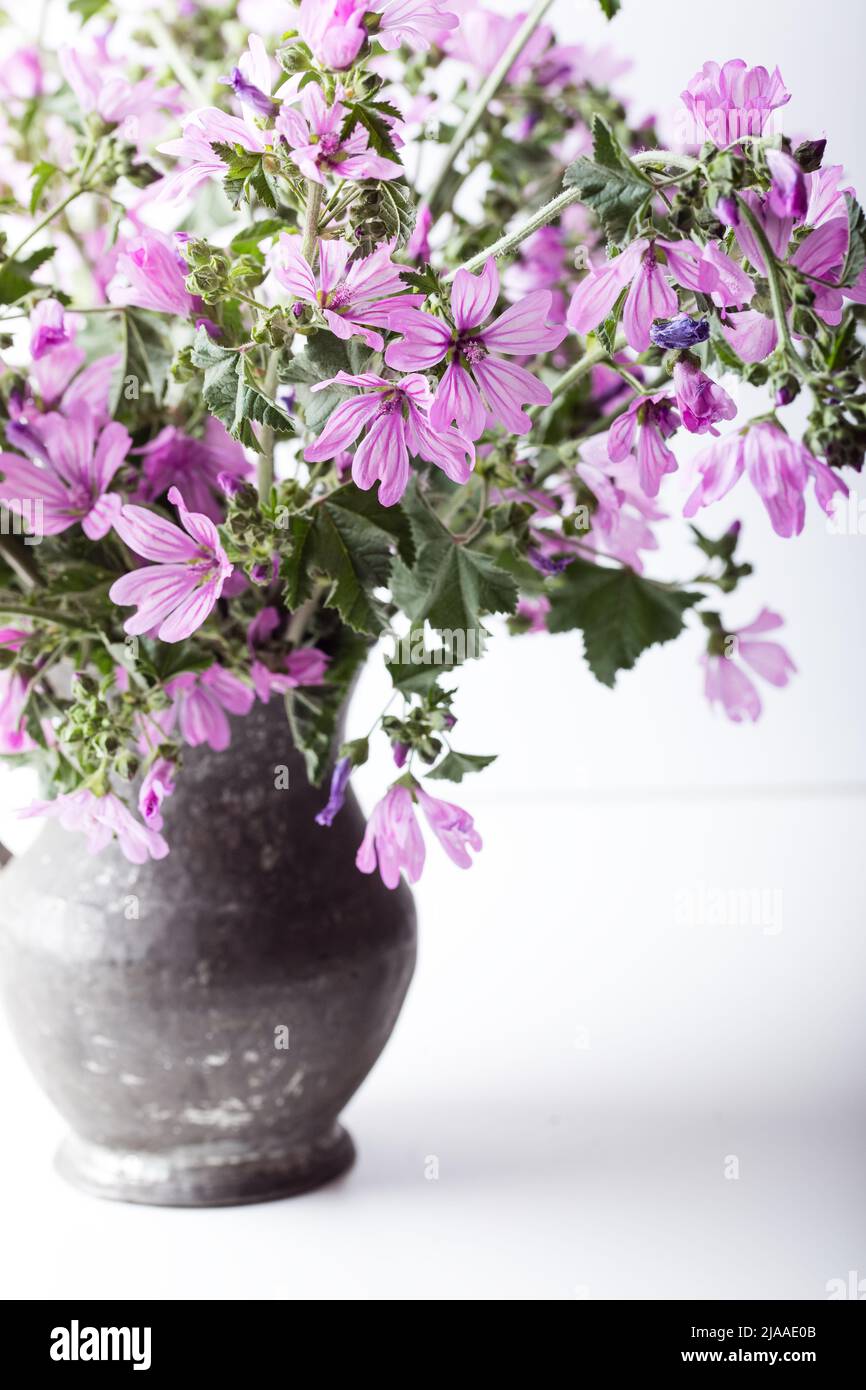 Malva sylvestris in an old vase.  Common mallow (Malva sylvestris) flowers. Stock Photo