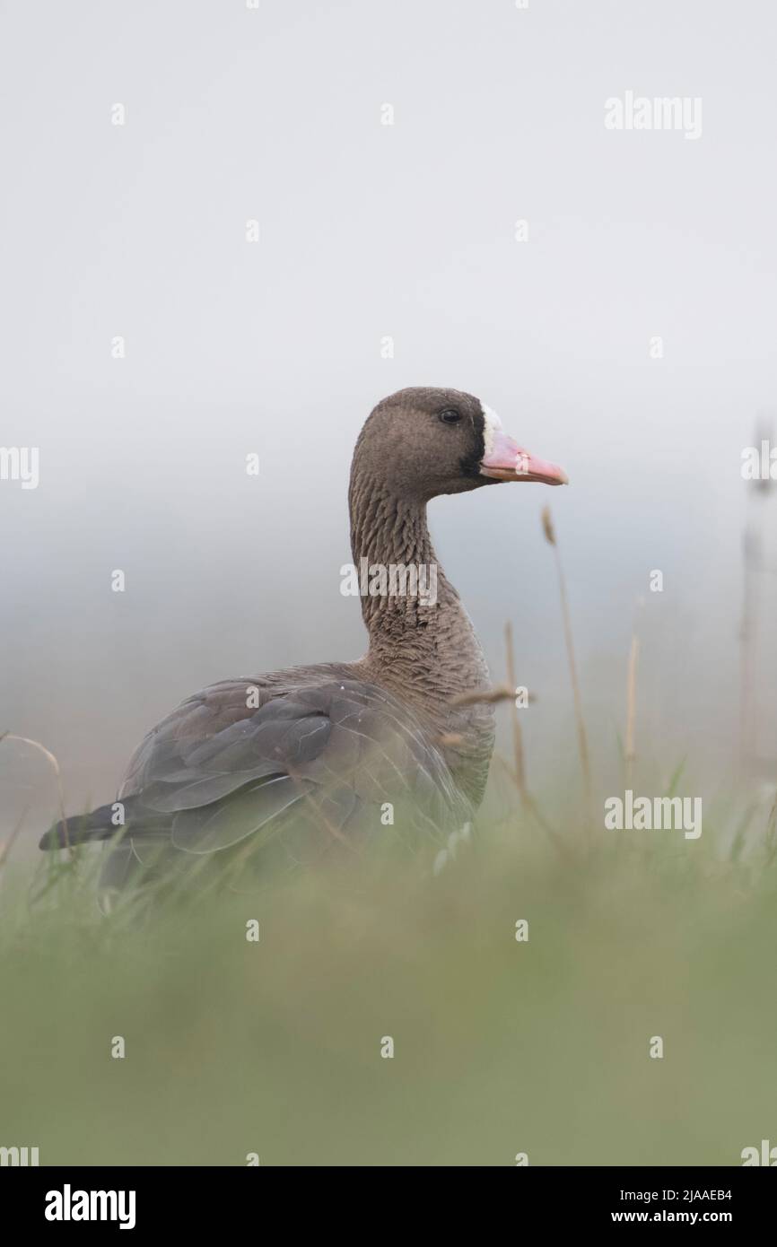 Greater White-fronted Goose / Blaessgans ( Anser albifrons ), adult, resting, sitting in high grass of a meadow, watching attentively. Stock Photo