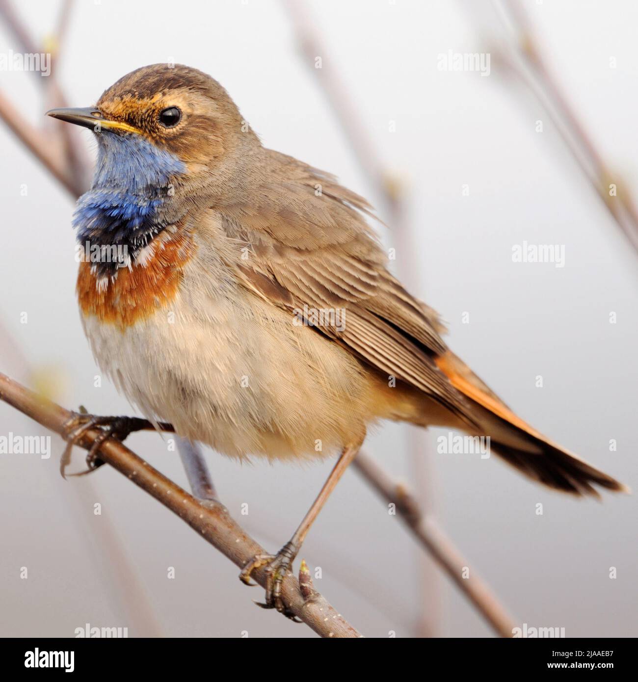 White-spotted Bluethroat / Blaukehlchen ( Luscinia svecica ) perched on a branch, natural surrounding, typical view, endangered species, Europe. Stock Photo