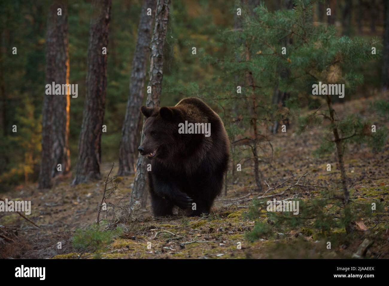 European Brown Bear / Braunbaer ( Ursus arctos ), strong and powerful adult, walking through boreal woods, coming near, first morning light, Europe. Stock Photo