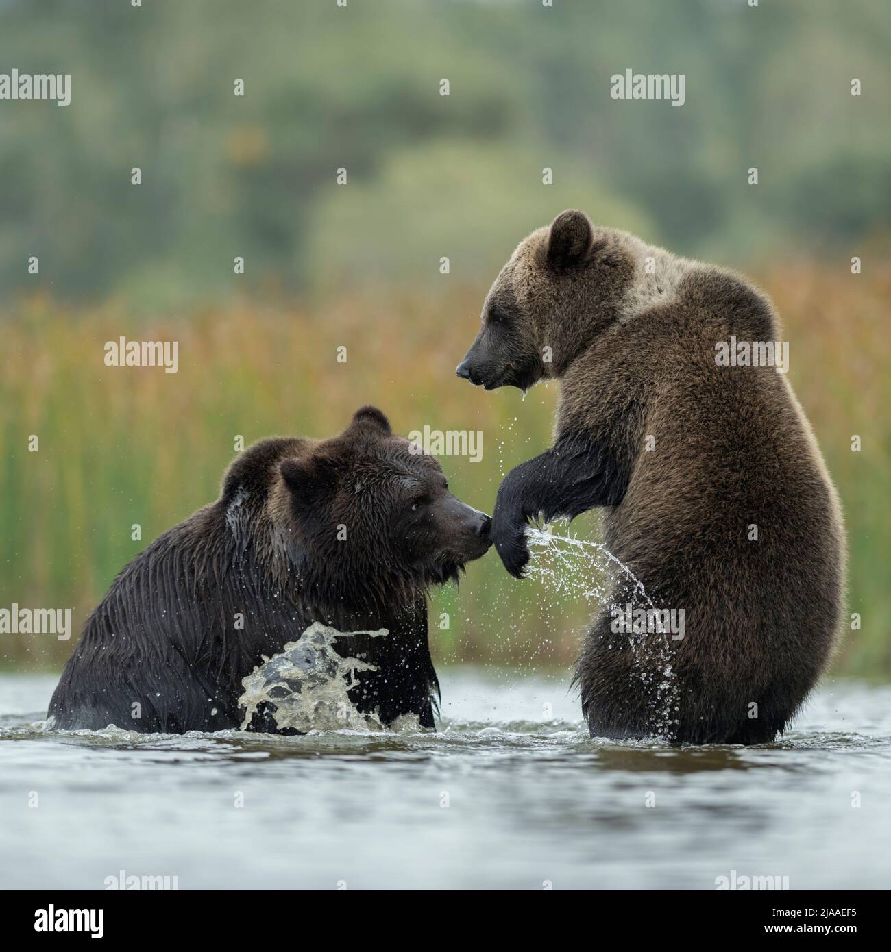 Brown Bears / Braunbaeren ( Ursus arctos ) fighting, struggling, playful fight, standing on hind legs in the shallow water of a lake, Europe. Stock Photo