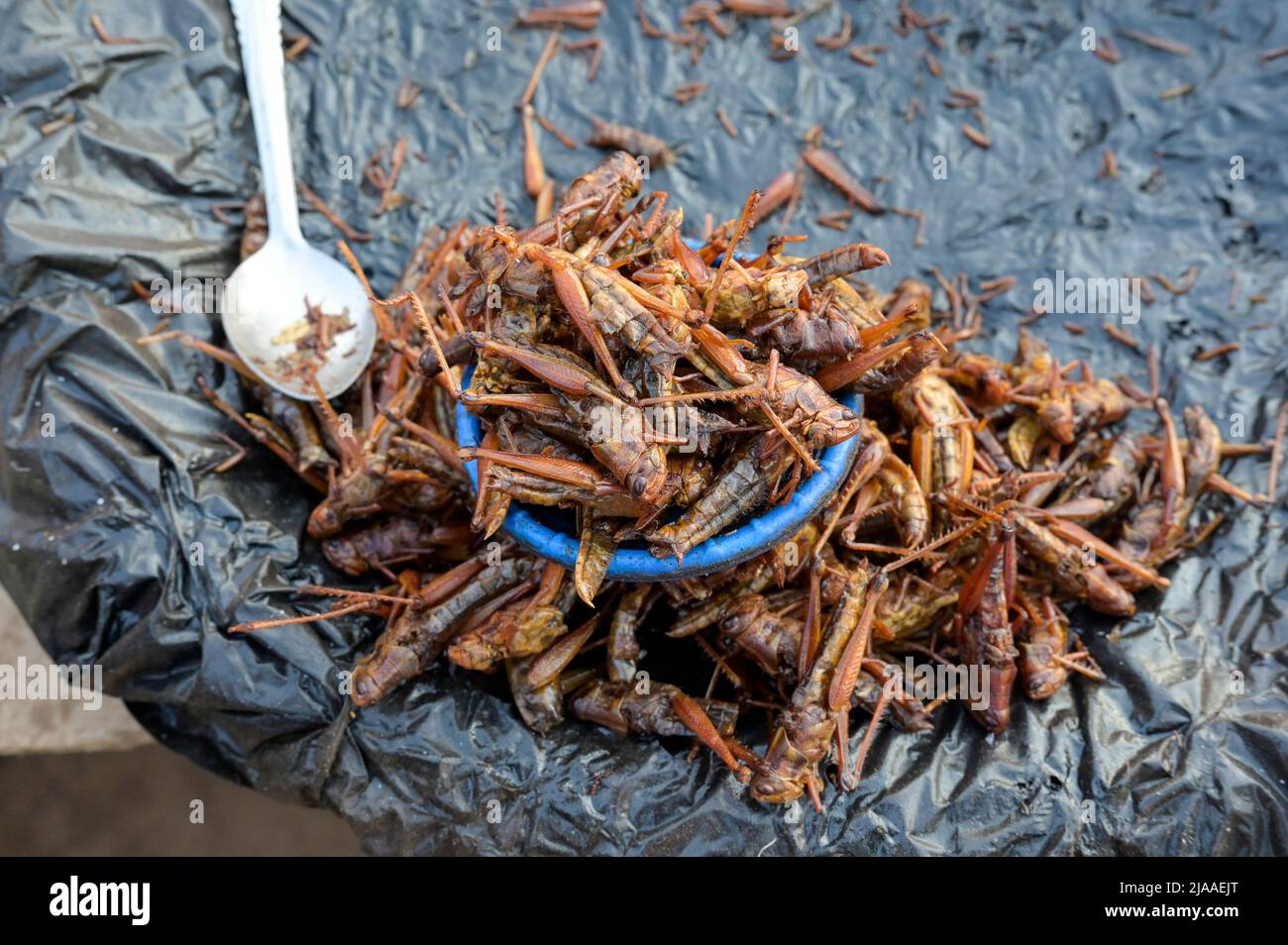MALAWI, Lilongwe, market, selling of fried grasshoppers a delicacy with high protein content / Markt, Verkauf von frittierten Heuschrecken als Delikatesse, die sehr eiweißhaltig sind Stock Photo