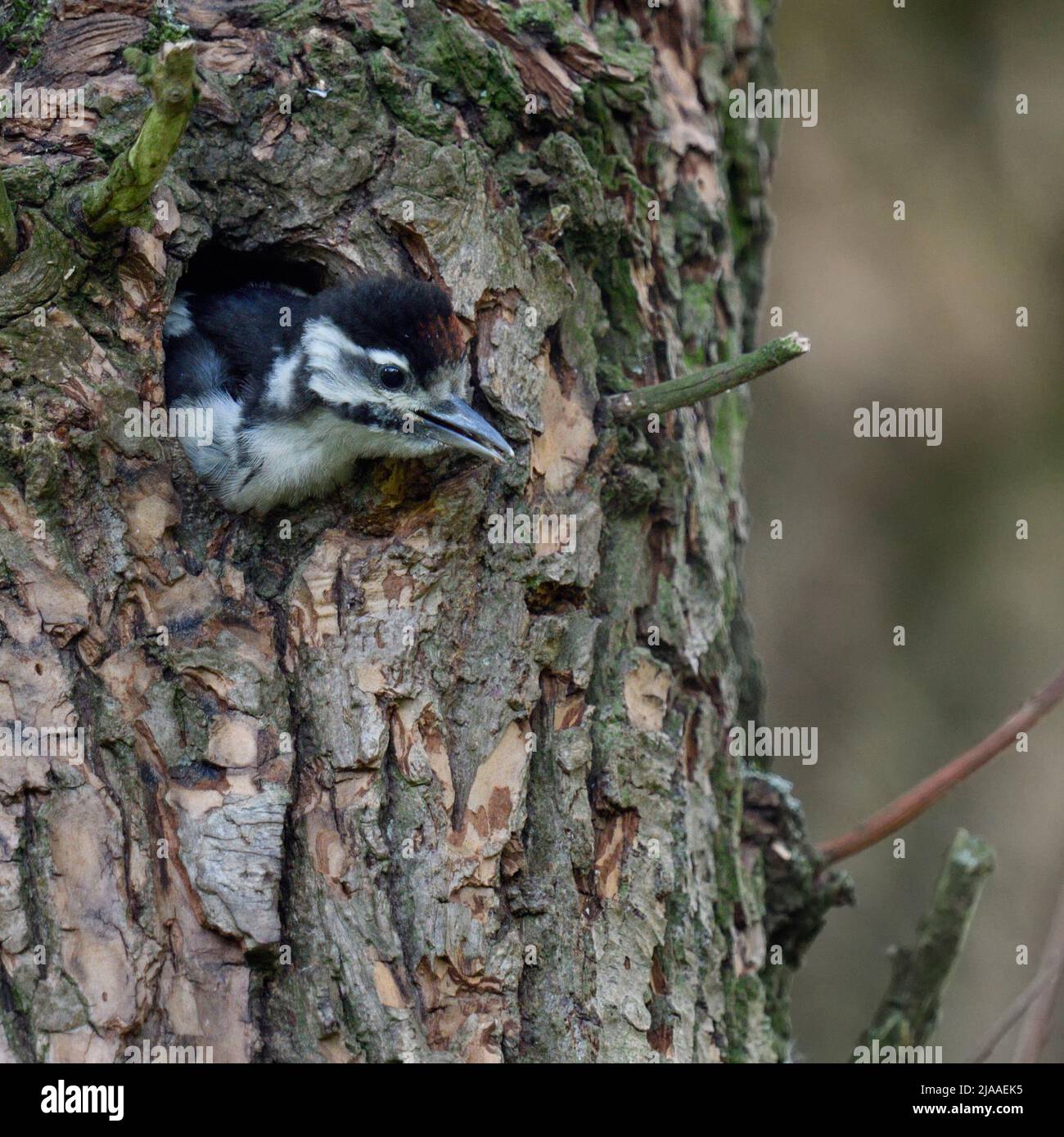 Greater / Great Spotted Woodpecker / Buntspecht ( Dendrocopos major ), juvenile, chick, climbing out of nest hole, Europe. Stock Photo