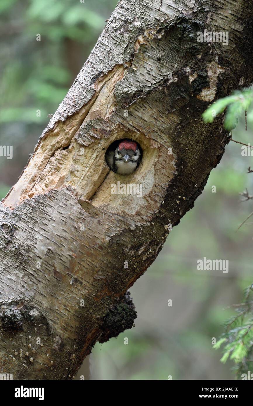 Greater / Great Spotted Woodpecker / Buntspecht ( Dendrocopos major ), juvenile, chick, looking out of nest hole, Europe. Stock Photo