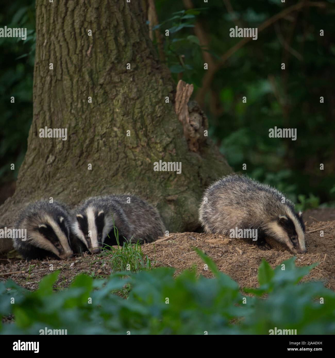 European Badgers / Europaeische Dachse ( Meles meles ), young animals, cubs, playing under a tree, close to the badger set, wildlife Europe. Stock Photo