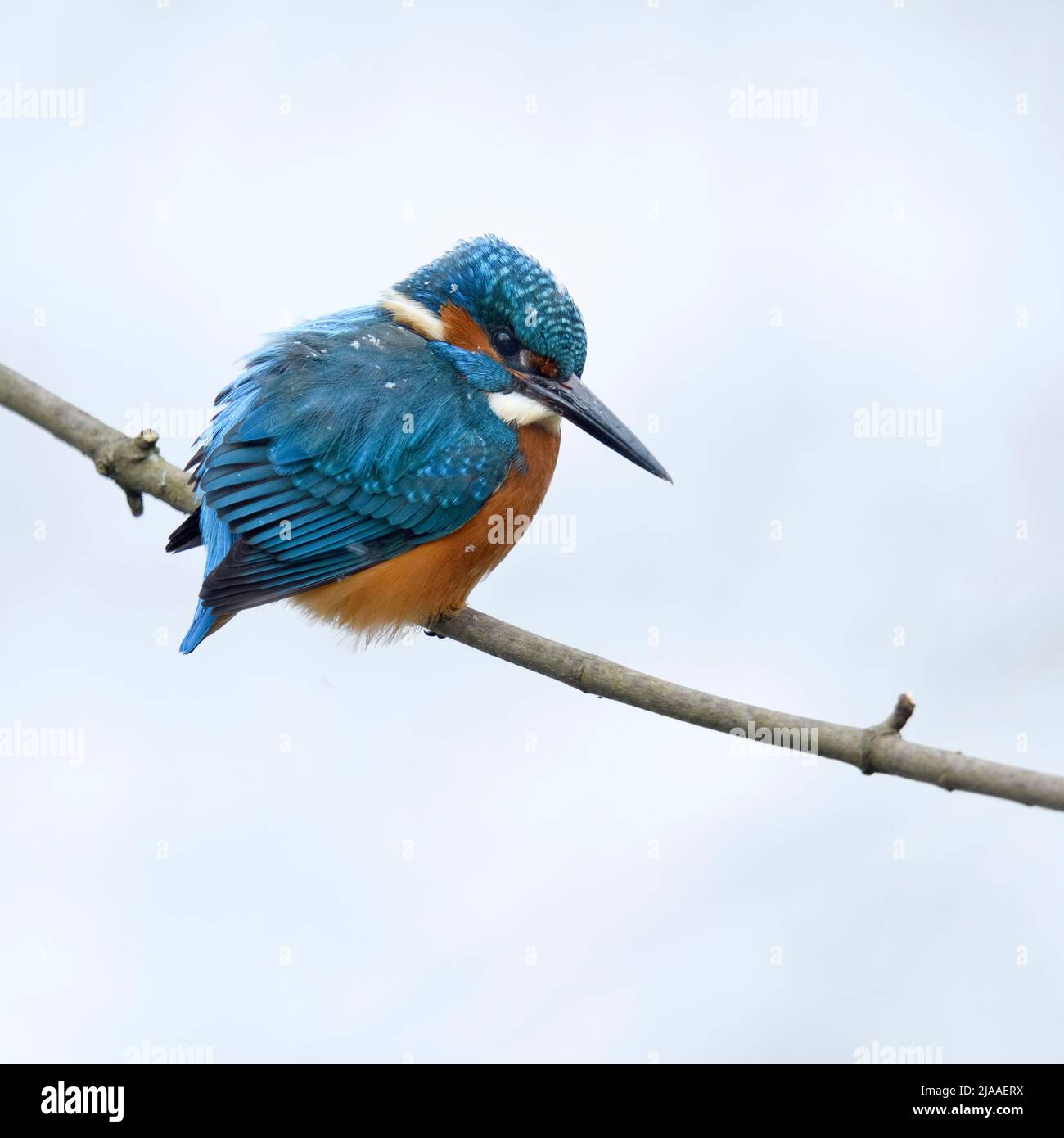 Eurasian Kingfisher ( Alcedo atthis ), male in winter with snowflakes on its feathers, perched on a branch, hunting, watching for prey, wildlife, Euro Stock Photo