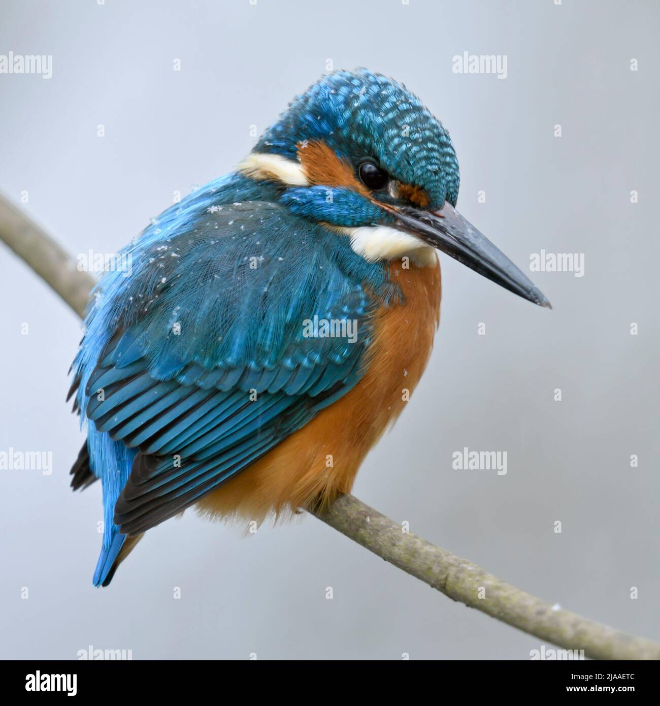 Common Kingfisher / Eisvogel  ( Alcedo atthis ), male in winter, perched on a branch, with snowflakes on its back, wildlife, Europe. Stock Photo