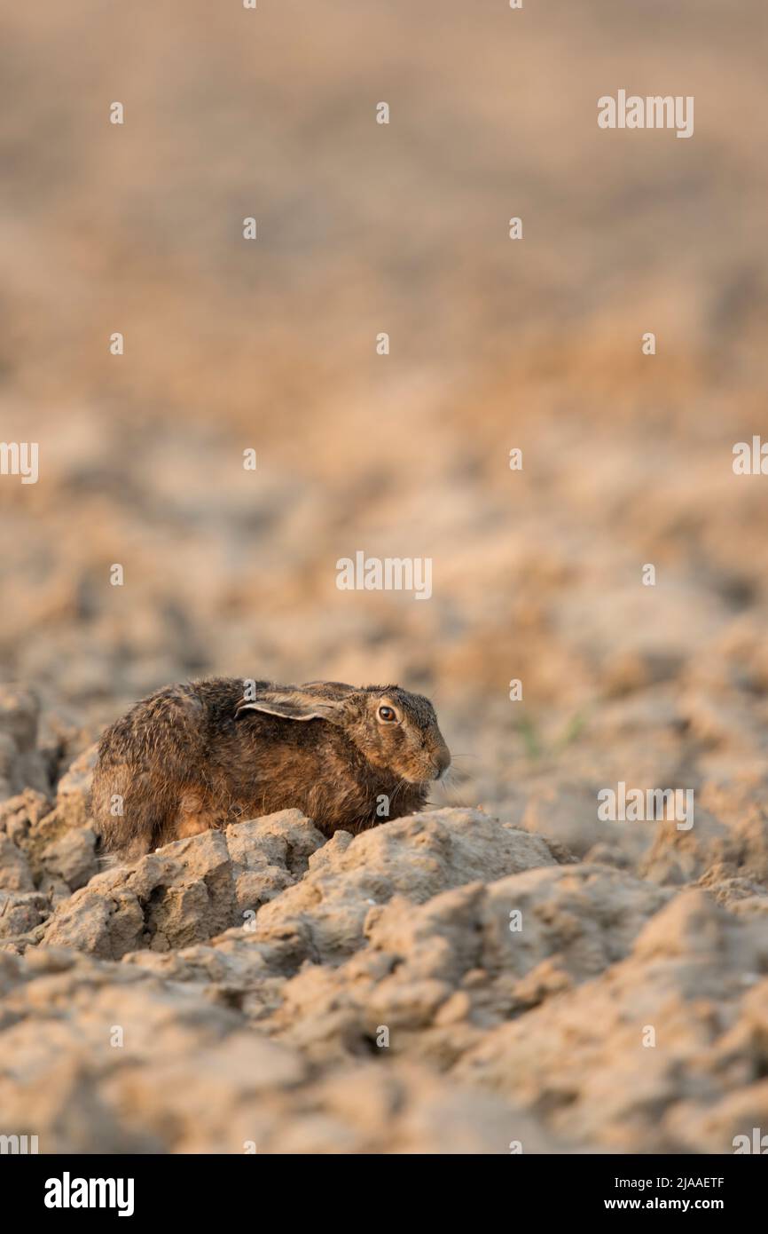 Brown Hare / European Hare / Feldhase ( Lepus europaeus ) rests on a ploughed field, sitting, hiding in its form, first morning light, Europe. Stock Photo
