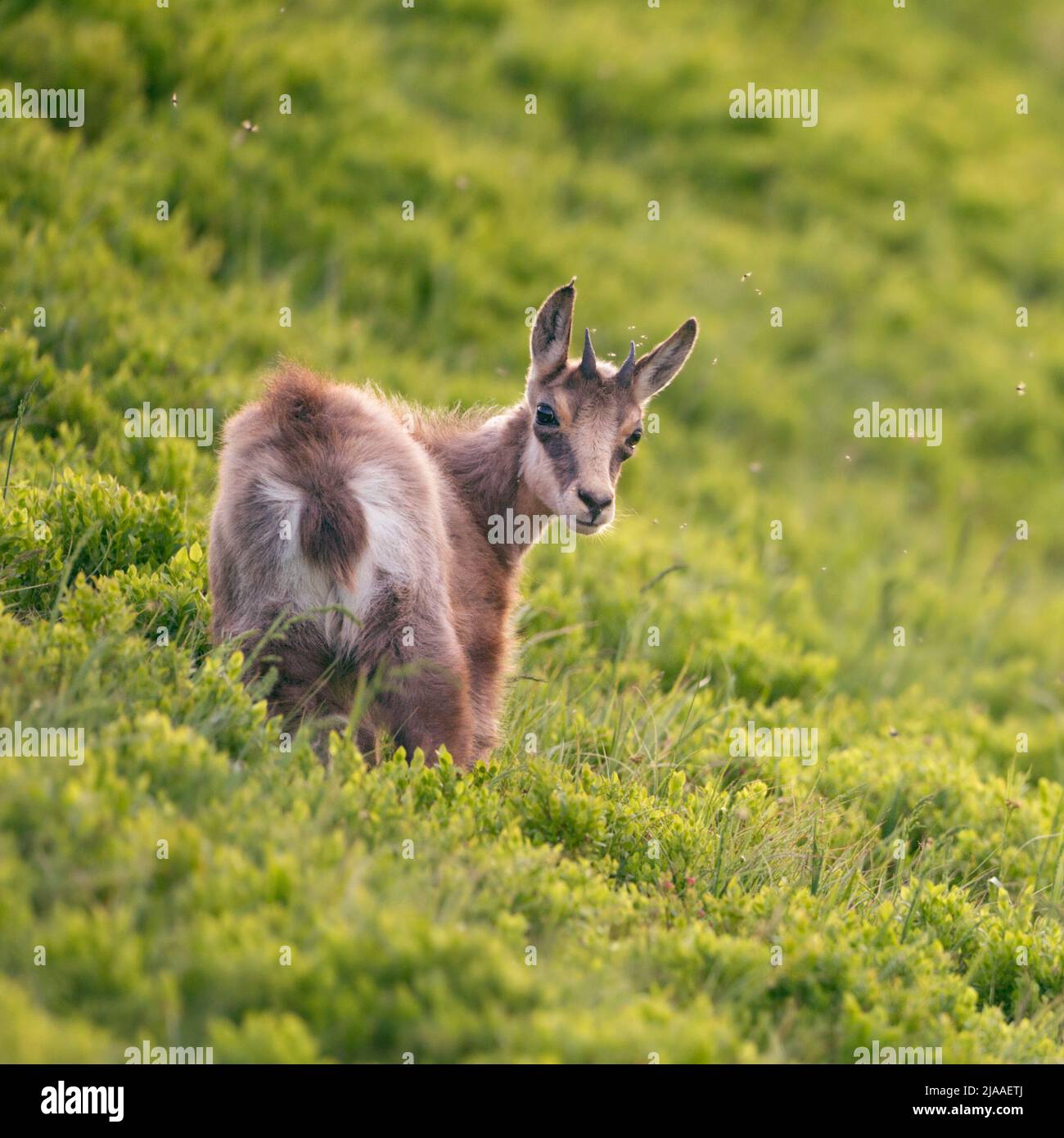Chamois / Gaemse ( Rupicapra rupicapra ), cute fawn, young, standing in fresh green alpine vegetation, watching back over its shoulder, Europe. Stock Photo