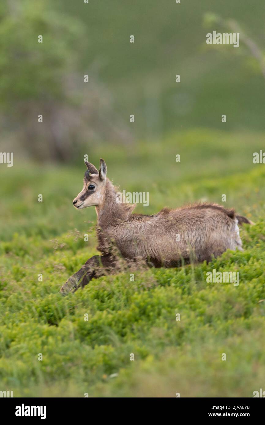 Chamois / Gaemse ( Rupicapra rupicapra ) young adolescent, running down towards the valley, playful, full of joy, jumping over fresh green low shrubs, Stock Photo
