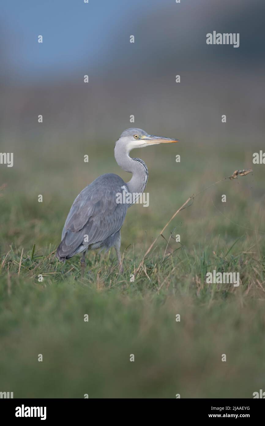 Grey Heron / Graureiher ( Ardea cinerea ), standing in high grass of a meadow, watching around attentively, soft light, nice backside view, Europe. Stock Photo