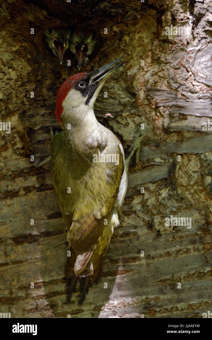 Green Woodpecker / Grünspecht ( Picus viridis ), feeding its young chicks at nest hole, Europe. Stock Photo