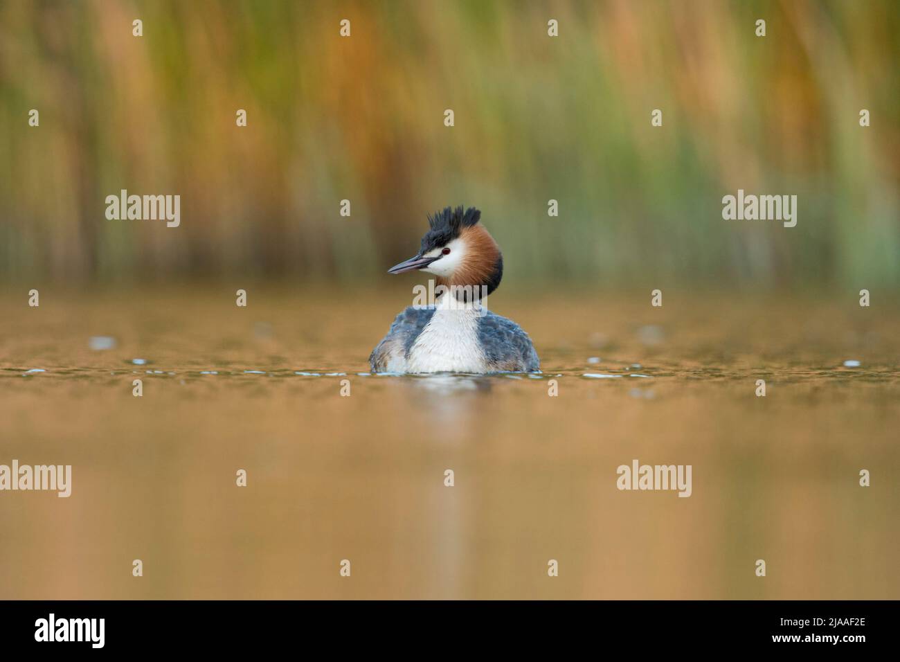 Great Crested Grebe / Haubentaucher ( Podiceps cristatus ) swimming in front of reeds, typical, characteristic surrounding, beautiful light, wildlife Stock Photo