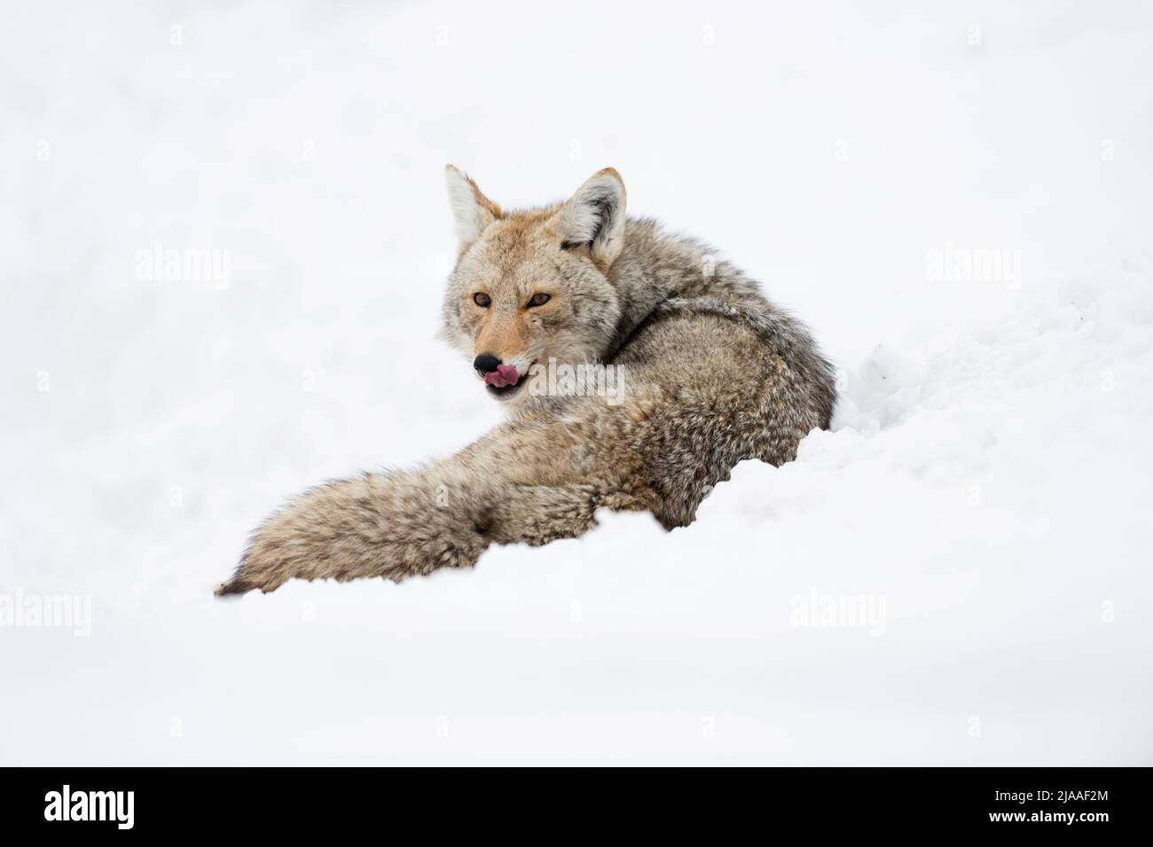 Coyote / Kojote ( Canis latrans ) in winter, lying in high snow, resting, licking its tongue, watching attentive, Yellowstone NP, USA. Stock Photo