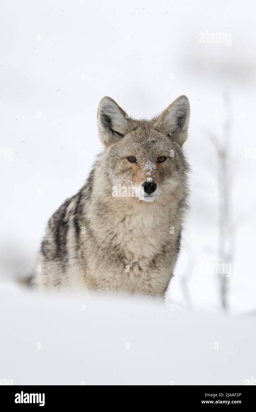 Coyote / Kojote ( Canis latrans ), in winter, standing in high snow, watching carefully, waiting, Yellowstone National Park, Wyoming, USA. Stock Photo